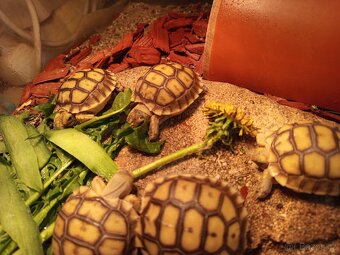Želva ostruhatá, Geochelone Sulcata mláďata - 4