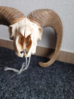 Muflon trofej (rohy; toulce) 70 cm - 4
