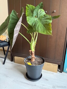 Alocasia macrorrhiza - 1 meter, obrovské listy - 4
