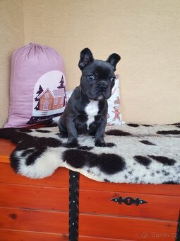 Francouzsky buldoček modrý - 4