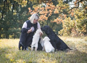 Labradorský retrívr s PP - 4