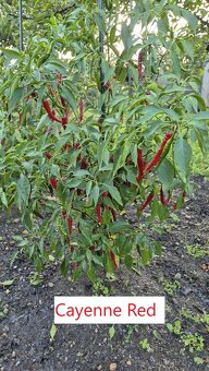 Prodám přebytky sazenic chilli paprik - 4