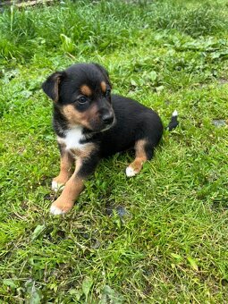 Štěňata 🐶bordel kolie křížená - 4