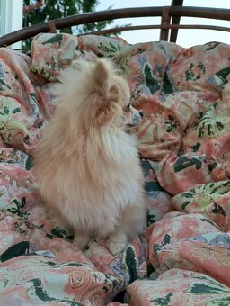 Pomeranian x Čivava - 4