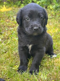 Bernský salašnický X labrador - 4