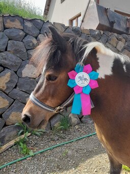 Pony kobylka - 4