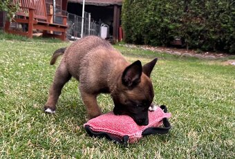 Belgický ovčák - Malinois s PP - 4