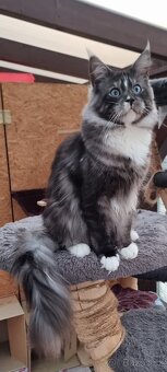 Mainský mývalí kocour modrooký ke krytí - 4