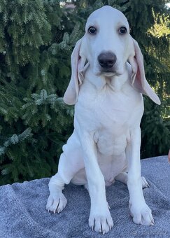 Porcelaine – štěně s PP - 4