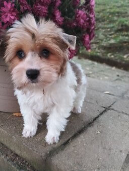 Yorkshire teriér Biro(Jorkšírský teriér Biro) - 4