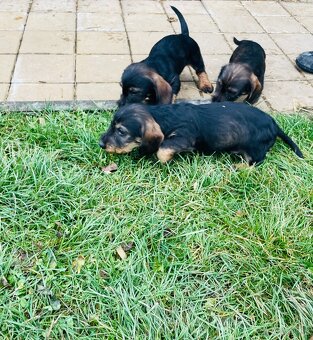 Jezevčík drsnosrstý standard - 4