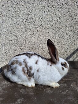 Samice králíka na chov - 4