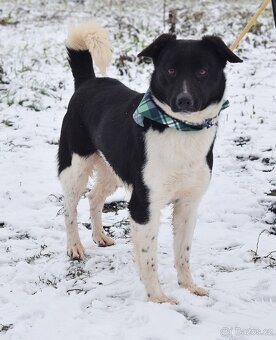 ARIELL K ADOPCI - 1 ROK, KAMARÁDSKÝ,HODNÝ,HRAVÝ - 4