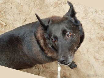 CONNIE K ADOPCI - nejvěrnější parťačka, mazel na N-tou - 4
