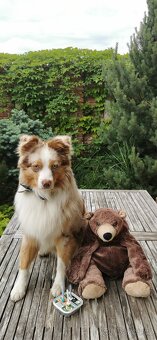 Miniaturní americký ovčák Mini Aussie MAS ke krytí - 4