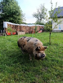 Kune kune - 4