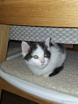 DARUJEME  koťátka - 4