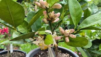 Prodám citroník LISBON - Citrus Limon 9e - 4