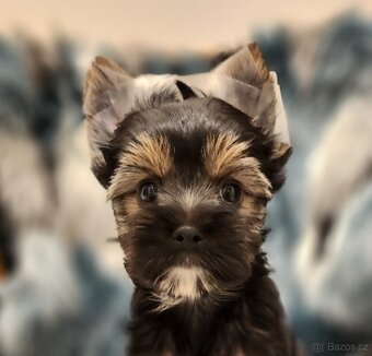 Jorkšírský teriér - 4