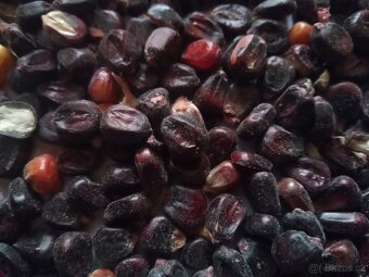 Červená a černá kukuřice - 4