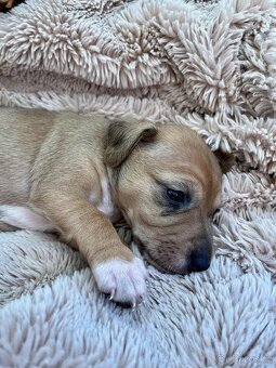 Štěňata kříženec Parson russel teriér - 4