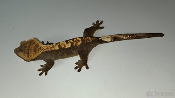 Pagekon řasnatý, dospělé samice, Correlophus ciliatus - 4