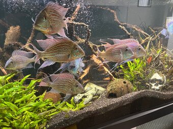 Geophagus Sveni Rio - 4