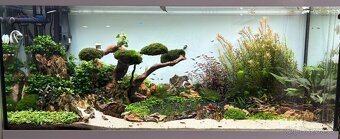 AKCE - Neocaridina bloody mary ktevety - 4
