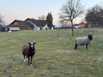 Ovce - bahnice ZW a kříženec ZW/Suffolk - 4