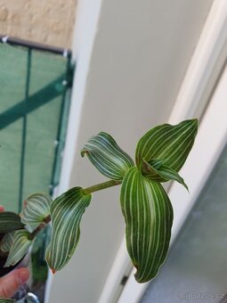Rymovnik. Tradeskantia elegans. - 4
