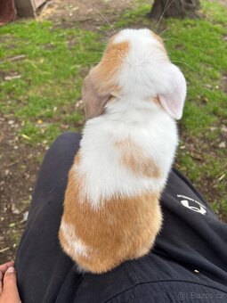 Nádherný sameček mini lop - 4