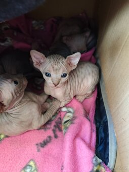 Kanadský Sphynx koťátka - 4