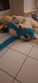 Samojed fenečka - 4