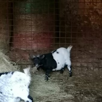 Holandské zakrslé kozy - 4