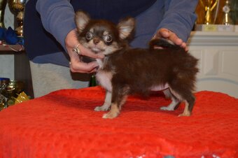 Čivava s PP - dlouhosrstá fenka k odběru - 4