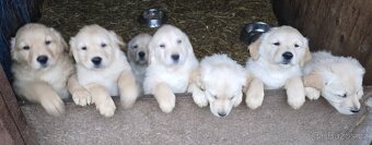 Štěňata Zlatý retrívr - 4