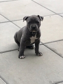 Americký Stafordšírský teriér, AST, Amstaf - KRYTÍ - 4