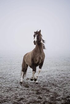 Apha žrebec pripustanie - 4