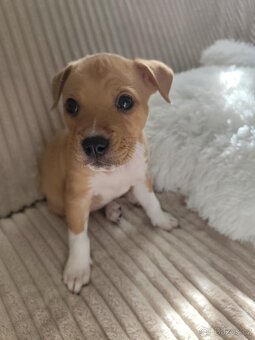 Americký Stafordšírský Teriér - 4