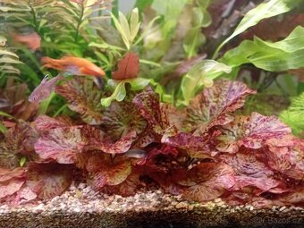 Akvarijní rostliny - 4