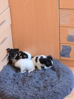 ČIVAVA DLOUHOSRSTÁ - 4