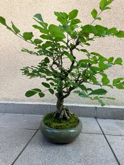 Bonsai, Bonsaj, jasan ztepilý - 4