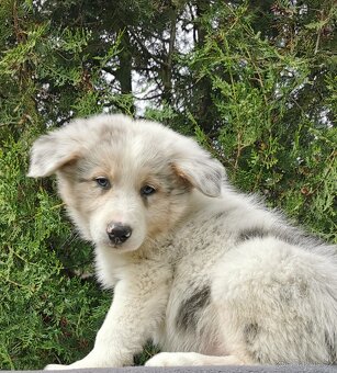Border Collie, kolia - 4