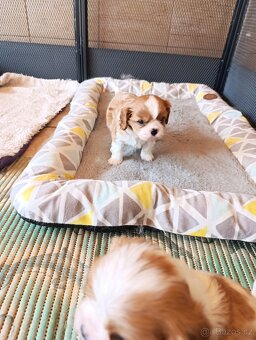 Kavalír king charles spaniel - 4