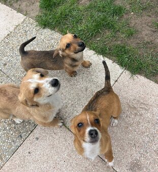 MINNIE K ADOPCI - hodná, umazlená holčička - 4
