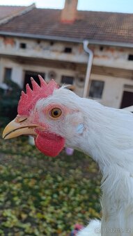 16.tydenni kohouti - 4