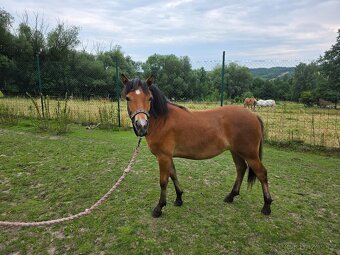 Prodám roční kobylku welsh part-bred - 4