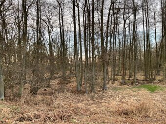 Prodám pozemky na k.ú. Černá u Bohdanče - 4