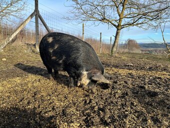 KUNE KUNE čistokrevné pastevni prase - 4