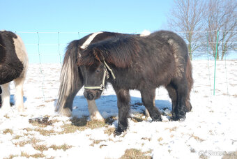 Loňský hřebeček 3/4 shetland pony - 4